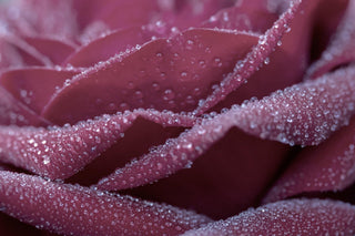 Arctic Rose