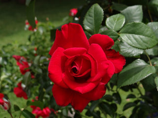 Rose Blossom