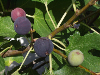 Figwood